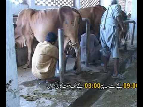 Sahibzada - A documentary for Dairy farmers, extension workers ,researchers and students. Currently Helpline # is 080070714 and Dr. Sahibzada's Cell# 03335121879.