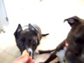 Jhumpa and friends eat cookies