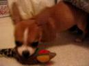 Kimi Raikkonen (chihuahua) attacking his pheasant