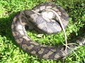 My Homicidal Carpet Python