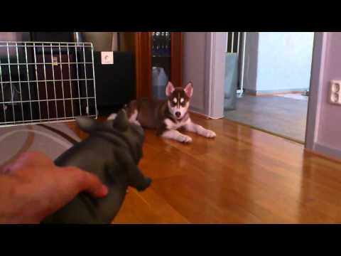 siberian husky