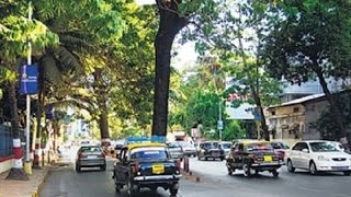 BMC’s To Cut 70 Trees To Tackle Traffic In Mumbai