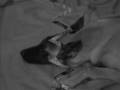Pastor Belga Malinois video