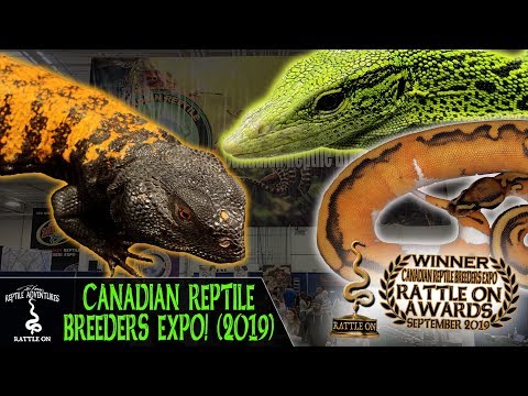 YouTube reptile video