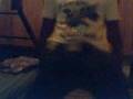 stookie