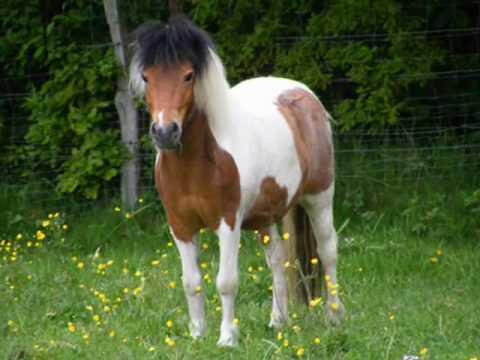 Mein Shetty Filou =)