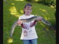 Riesen Fische (Karpfen, Hecht, Aal, Schleie,Stör,Wels)