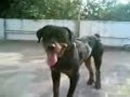 My Rotties