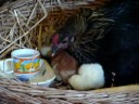 the chicks have been born