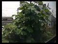 313系快速