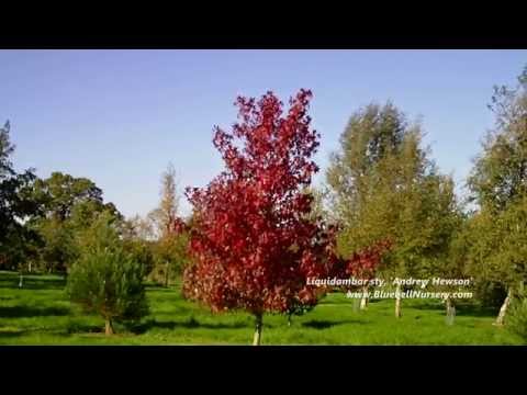 how to transplant a sweet gum tree