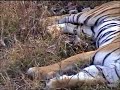 Closeup of tigress in Pench National Park India By Shirishkumar Patil Closeup of tigress in Pench National Park India By Shirishkumar Patil