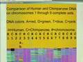Strong proof of human evolution chromosomes 1 to 9.