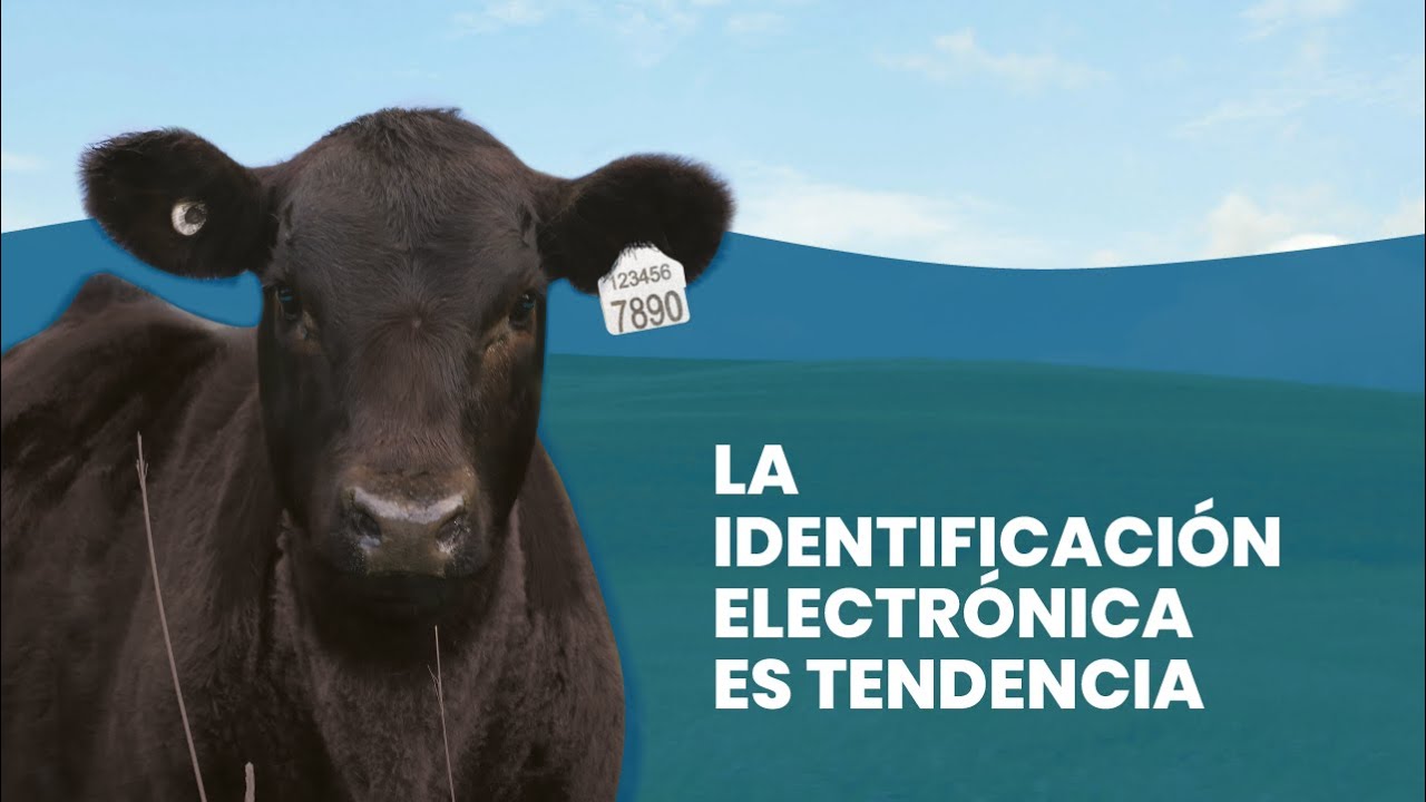 El campo argentino se transforma, hace que las "vacas hablen" y promete dólares frescos para la economía