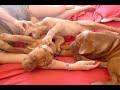 Click here to watch this video Jilat anjing, anjing jilat tetek gebu...