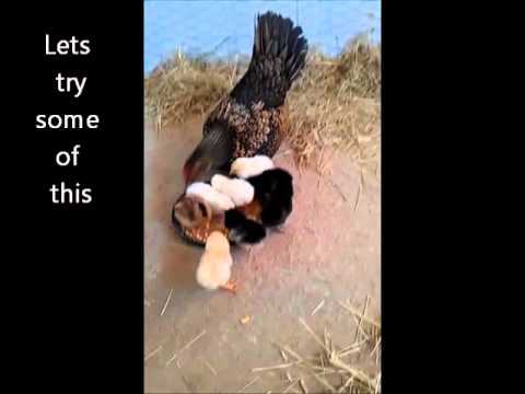 how to care for hens n chicks