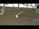 touch� second leg novice standard in harriman, tn 09/05/08 - agility.  toy poodle.