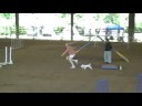 touch� second leg novice standard in harriman, tn 09/05/08 - agility.  toy poodle.