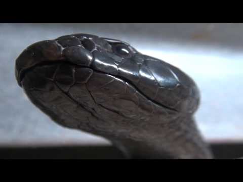 YouTube reptile video