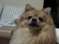 Figo, El Perro pomerania \"ATACA\" (Editado)