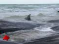 Raw Video: Beached Sperm Whales in Australia