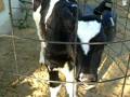 Clancy sees Calves for the First Time...