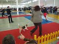 Nitra. Beagle Club Show