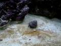 Hermit crab