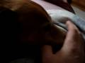 videos de MACHO BEWACHT eLFIS hAXEN