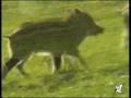 videos de Piglets of wild boar (striated)