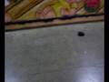 videos de Vezinhaa Raxanuu