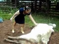 Woman got a kick from a mad cow in her head while the cow was giving birth to her baby