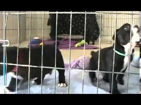 RARE Olde English Bulldogge Atlas