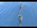 Fishing in Costa Rica: Part Two