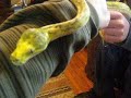 green tree python handling