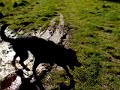 walking-dogs.html