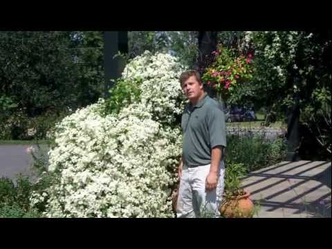 how to transplant sweet autumn clematis