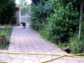 Rouky my cat