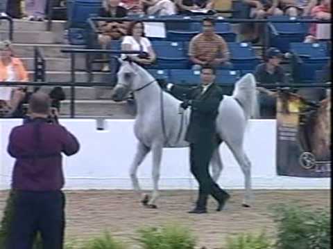 <b>Description: </b>AMIIN+// (Ibn Morafic+++ x Ajibah by Ibn Shaikh)    2008 EGYPTIAN EVENT AMIIN winning CHAMPION in "World Class Stallions 10 and over" US NATIONALS AMIIN winning TOP TEN in "Working Cow Horse"<br/><b>Copyright: </b>Seehorse Video