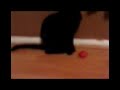 footie cat footie cat