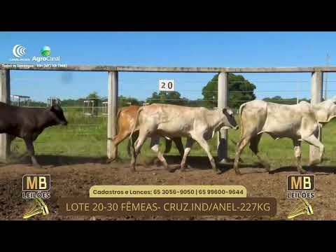 524� LEIL�O VIRTUAL MB LEIL�ES