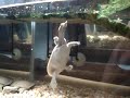 My Soft shell turtles