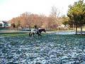 Awe Hes Cool, Appaloosa For Sale, part 7