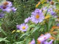 DSCF0339