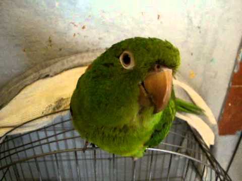 Maritacas - coisinha mais linda da minha vida.. meu bebê. Quando ele quer, ele fala rsrsrs.. imita cachorro