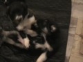 Cachorros de Sidra y Broto
