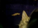 Marquette County Humane Society-Bengal mixes for adoption
