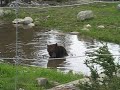 Bear Bear