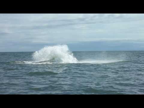 Whale Jumping On Boat