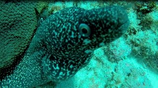 Mexico - Cancun Diving